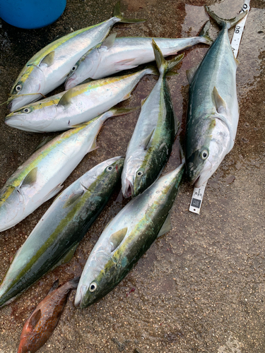 ハマチの釣果