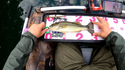 ブラックバスの釣果