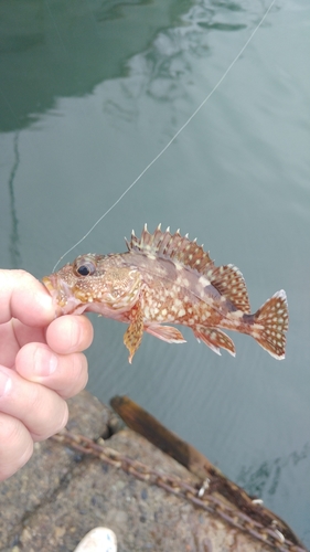 オオモンハタの釣果