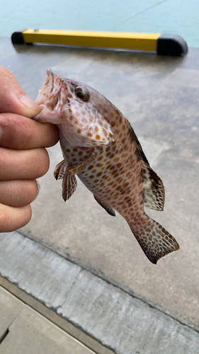 オオモンハタの釣果