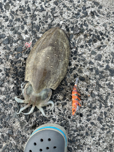 モンゴイカの釣果