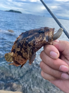 タケノコメバルの釣果