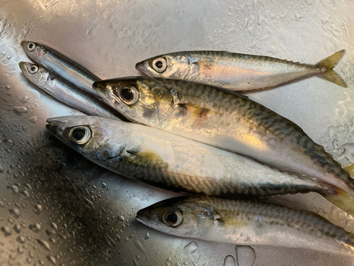 サバの釣果