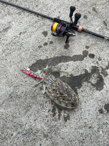 モンゴイカの釣果