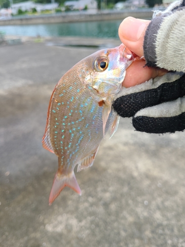 レンコダイの釣果