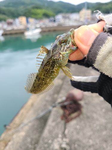 アナハゼの釣果