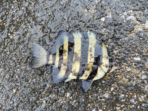 イシダイの釣果