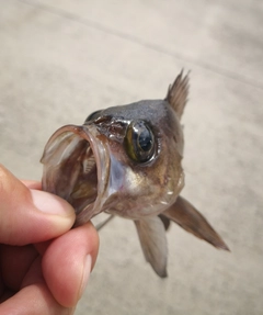 アカメバルの釣果