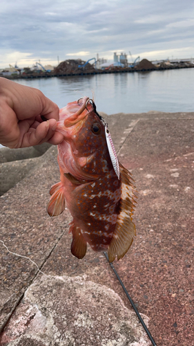 アコウの釣果