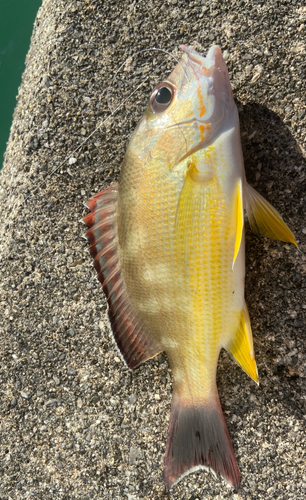 オキフエダイの釣果