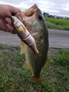 ブラックバスの釣果