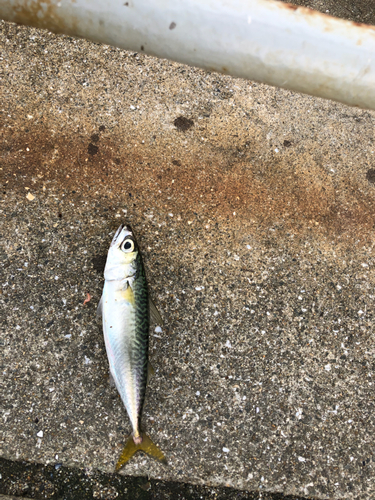 サバの釣果