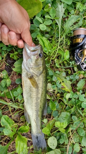 ラージマウスバスの釣果