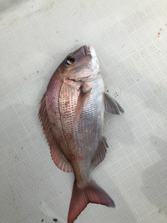 タイの釣果