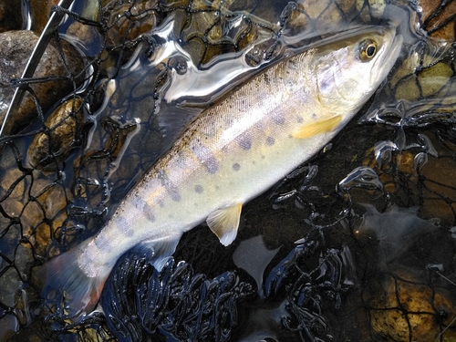 ヤマメの釣果