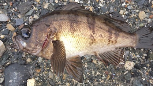 メバルの釣果