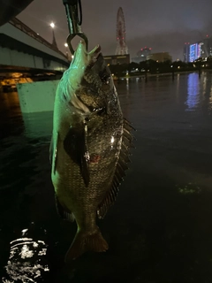 クロダイの釣果