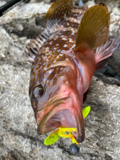 キジハタの釣果