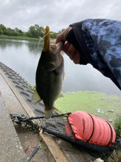 ラージマウスバスの釣果
