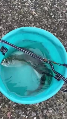 釣果