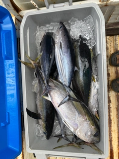 キハダマグロの釣果