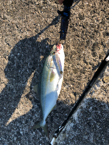 ツバスの釣果