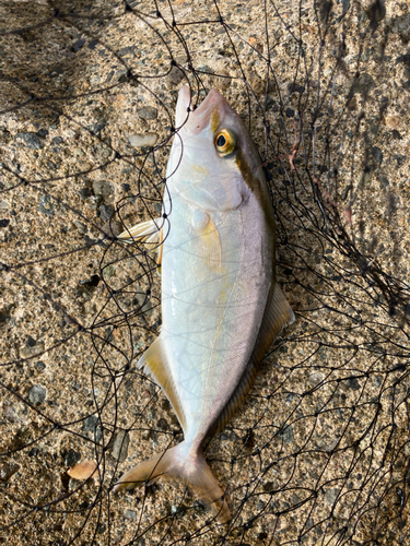 カンパチの釣果