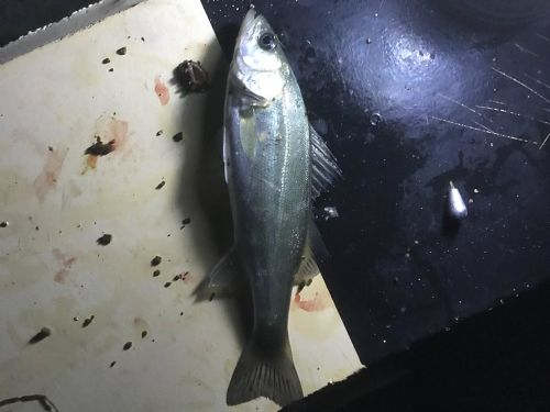 セイゴ（タイリクスズキ）の釣果