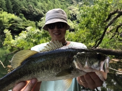 ブラックバスの釣果