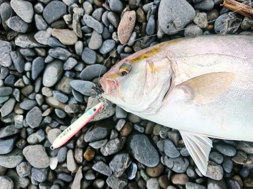 ショゴの釣果