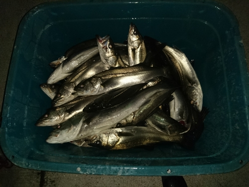 釣果