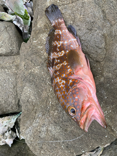 アコウの釣果