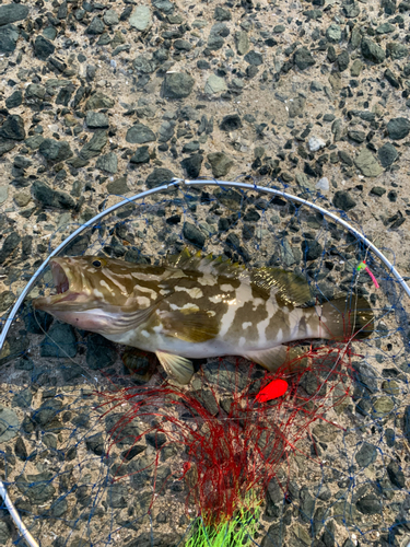 チャイロマルハタの釣果