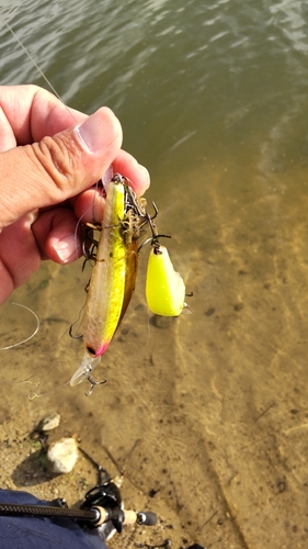 釣果