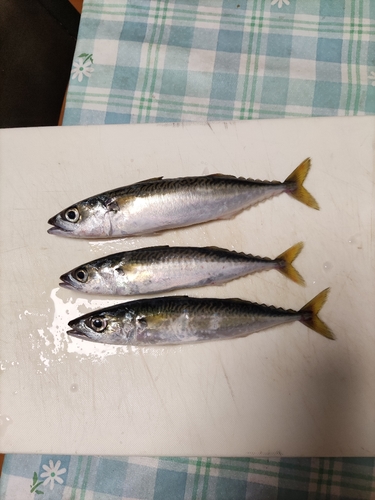 サバの釣果