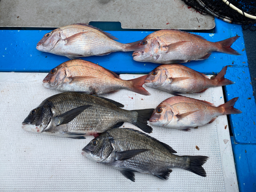 マダイの釣果