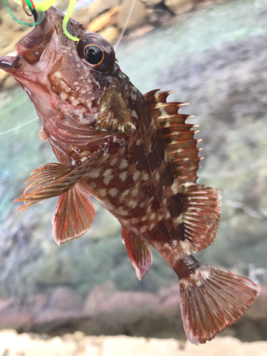 カサゴの釣果