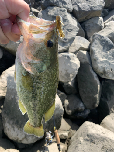 ブラックバスの釣果