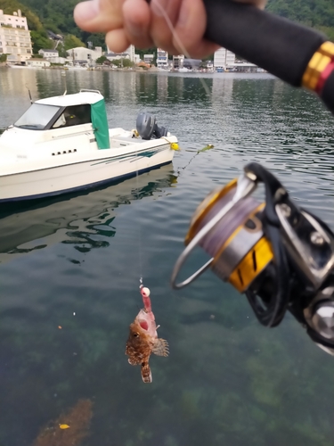 アラカブの釣果