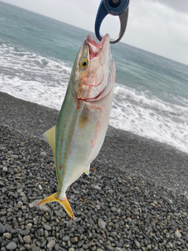 ショゴの釣果