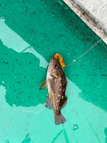 エゾメバルの釣果