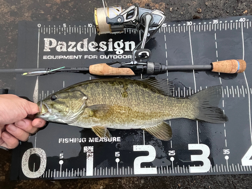 スモールマウスバスの釣果