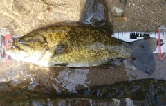 スモールマウスバスの釣果