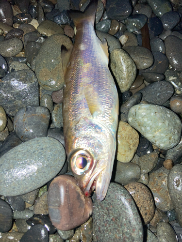 クロムツの釣果