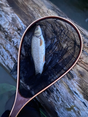 ウグイの釣果