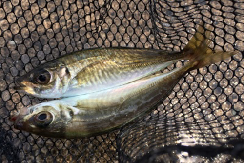 マアジの釣果