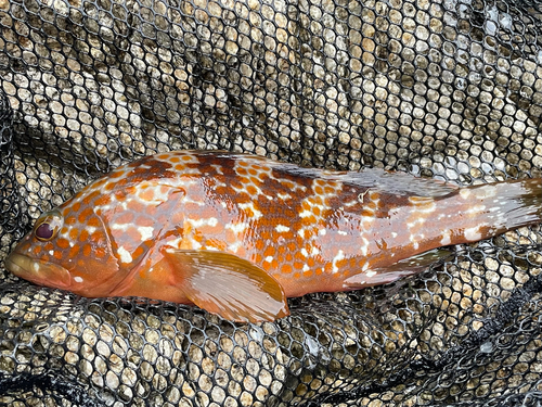 アコウの釣果