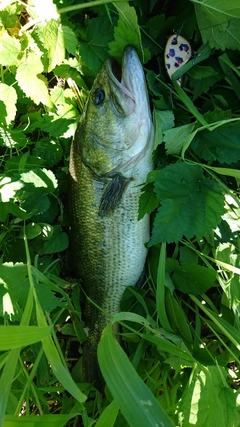 ラージマウスバスの釣果