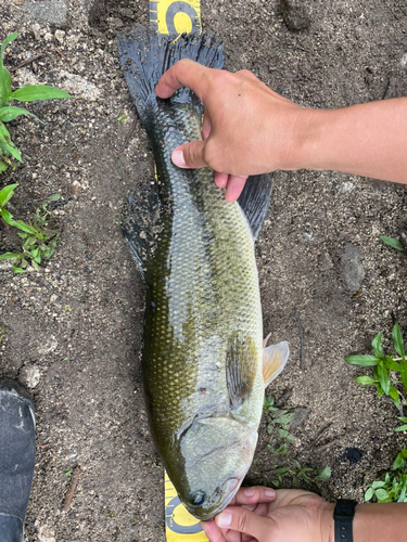 ブラックバスの釣果