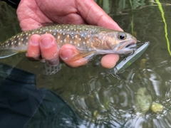 イワナの釣果